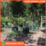 Planter Bag Durian 100 Liter