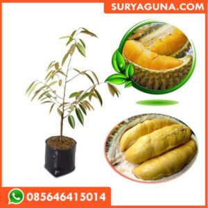 Bibit Durian Montong SURYAGUNA 085646415014