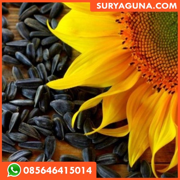  biji  benih bunga  matahari benih bunga  matahari kuning 