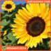 biji benih bunga matahari benih bunga matahari kuning